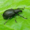 Chequered Weevil - Liophloeus tessulatus | Fotografijos autorius : Romas Ferenca | © Macronature.eu | Macro photography web site