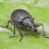 Chequered Weevil - Liophloeus tessulatus | Fotografijos autorius : Kazimieras Martinaitis | © Macronature.eu | Macro photography web site