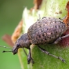 Chequered Weevil - Liophloeus tessulatus | Fotografijos autorius : Romas Ferenca | © Macronature.eu | Macro photography web site