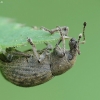 Chequered Weevil - Liophloeus tessulatus | Fotografijos autorius : Vidas Brazauskas | © Macronature.eu | Macro photography web site