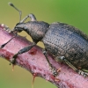 Barštinis straubliukas - Liophloeus tessulatus | Fotografijos autorius : Gintautas Steiblys | © Macronature.eu | Macro photography web site