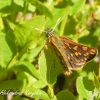 Chequered skipper (Carterocephalus palaemon) | Fotografijos autorius : Aleksandras Naryškin | © Macronature.eu | Macro photography web site