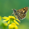 Chequered skipper - Carterocephalus palaemon | Fotografijos autorius : Eglė Vičiuvienė | © Macronature.eu | Macro photography web site