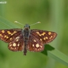 Chequered skipper - Carterocephalus palaemon | Fotografijos autorius : Deividas Makavičius | © Macronature.eu | Macro photography web site