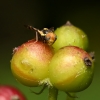 Cherry fruit fly - Rhagoletis cerasi | Fotografijos autorius : Kazimieras Martinaitis | © Macronature.eu | Macro photography web site