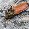 Chestnut coloured click beetle - Anostirus castaneus | Fotografijos autorius : Kazimieras Martinaitis | © Macrogamta.lt | Šis tinklapis priklauso bendruomenei kuri domisi makro fotografija ir fotografuoja gyvąjį makro pasaulį.