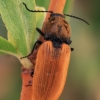Chestnut coloured click beetle - Anostirus castaneus | Fotografijos autorius : Gintautas Steiblys | © Macronature.eu | Macro photography web site