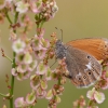 Tamsusis satyriukas - Coenonympha glycerion | Fotografijos autorius : Zita Gasiūnaitė | © Macronature.eu | Macro photography web site