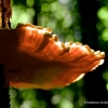 Valgomoji geltonpintė - Laetiporus sulphureus | Fotografijos autorius : Gediminas Gražulevičius | © Macronature.eu | Macro photography web site