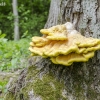 Chicken of the woods - Laetiporus sulphureus | Fotografijos autorius : Darius Baužys | © Macronature.eu | Macro photography web site