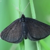 Chimney-sweeper - Odezia atrata | Fotografijos autorius : Vidas Brazauskas | © Macronature.eu | Macro photography web site