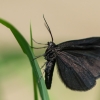 Chimney-sweeper - Odezia atrata | Fotografijos autorius : Dalia Račkauskaitė | © Macronature.eu | Macro photography web site