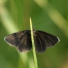 Chimney-sweeper - Odezia atrata | Fotografijos autorius : Vidas Brazauskas | © Macronature.eu | Macro photography web site