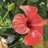 Chinese Hibiscus - Hibiscus rosa-sinensis | Fotografijos autorius : Gintautas Steiblys | © Macronature.eu | Macro photography web site