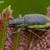 Geltonšonis straubliukas - Chlorophanus viridis | Fotografijos autorius : Romas Ferenca | © Macronature.eu | Macro photography web site