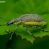 Chlorophanus viridis | Fotografijos autorius : Romas Ferenca | © Macronature.eu | Macro photography web site