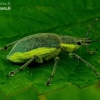 Chlorophanus viridis | Fotografijos autorius : Romas Ferenca | © Macronature.eu | Macro photography web site