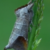 Chocolate-tip - Clostera curtula | Fotografijos autorius : Gintautas Steiblys | © Macronature.eu | Macro photography web site