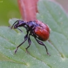 Vingiorykštinis cigarsukis - Apoderus erythropterus | Fotografijos autorius : Romas Ferenca | © Macrogamta.lt | Šis tinklapis priklauso bendruomenei kuri domisi makro fotografija ir fotografuoja gyvąjį makro pasaulį.