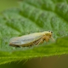 Cikadėlė - Cicadula quadrinotata | Fotografijos autorius : Žilvinas Pūtys | © Macrogamta.lt | Šis tinklapis priklauso bendruomenei kuri domisi makro fotografija ir fotografuoja gyvąjį makro pasaulį.