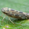 Cikadėlė - Lamprotettix nitidulus | Fotografijos autorius : Žilvinas Pūtys | © Macrogamta.lt | Šis tinklapis priklauso bendruomenei kuri domisi makro fotografija ir fotografuoja gyvąjį makro pasaulį.