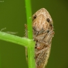 Cikada ? | Fotografijos autorius : Vidas Brazauskas | © Macrogamta.lt | Šis tinklapis priklauso bendruomenei kuri domisi makro fotografija ir fotografuoja gyvąjį makro pasaulį.