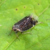 Cikada - Cixius cunicularius | Fotografijos autorius : Romas Ferenca | © Macrogamta.lt | Šis tinklapis priklauso bendruomenei kuri domisi makro fotografija ir fotografuoja gyvąjį makro pasaulį.
