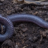 Cilician worm lizard - Blanus aporus | Fotografijos autorius : Žilvinas Pūtys | © Macrogamta.lt | Šis tinklapis priklauso bendruomenei kuri domisi makro fotografija ir fotografuoja gyvąjį makro pasaulį.