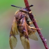 Cimbeksas - Abia aenea | Fotografijos autorius : Romas Ferenca | © Macrogamta.lt | Šis tinklapis priklauso bendruomenei kuri domisi makro fotografija ir fotografuoja gyvąjį makro pasaulį.