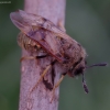 Cimbeksas - Abia aenea | Fotografijos autorius : Romas Ferenca | © Macrogamta.lt | Šis tinklapis priklauso bendruomenei kuri domisi makro fotografija ir fotografuoja gyvąjį makro pasaulį.