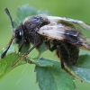 Cimbeksas - Abia fasciata | Fotografijos autorius : Gintautas Steiblys | © Macrogamta.lt | Šis tinklapis priklauso bendruomenei kuri domisi makro fotografija ir fotografuoja gyvąjį makro pasaulį.