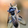 Beržinis cimbeksas - Cimbex femoratus. | Fotografijos autorius : Arūnas Eismantas | © Macrogamta.lt | Šis tinklapis priklauso bendruomenei kuri domisi makro fotografija ir fotografuoja gyvąjį makro pasaulį.