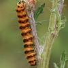 Cinnabar moth - Tyria jacobaeae, caterpillar | Fotografijos autorius : Gintautas Steiblys | © Macronature.eu | Macro photography web site