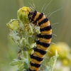 Cinnabar moth - Tyria jacobaeae, caterpillar | Fotografijos autorius : Eglė Vičiuvienė | © Macronature.eu | Macro photography web site