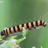 Cinnabar moth - Tyria jacobaeae, caterpillar | Fotografijos autorius : Žilvinas Pūtys | © Macronature.eu | Macro photography web site