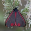 Raudonsparnė meškutė - Tyria jacobaeae | Fotografijos autorius : Žilvinas Pūtys | © Macronature.eu | Macro photography web site