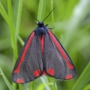 Cinnabar moth - Tyria jacobaeae | Fotografijos autorius : Kazimieras Martinaitis | © Macronature.eu | Macro photography web site