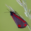 Cinnabar moth - Tyria jacobaeae | Fotografijos autorius : Eglė Vičiuvienė | © Macronature.eu | Macro photography web site