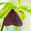 Cinnabar moth - Tyria jacobaeae | Fotografijos autorius : Vaida Paznekaitė | © Macronature.eu | Macro photography web site