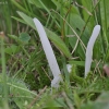 Žagarūnas - Clavaria fragilis | Fotografijos autorius : Vytautas Gluoksnis | © Macrogamta.lt | Šis tinklapis priklauso bendruomenei kuri domisi makro fotografija ir fotografuoja gyvąjį makro pasaulį.