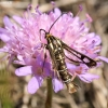 Clearwing moth - Pyropteron triannuliformis | Fotografijos autorius : Vytautas Tamutis | © Macronature.eu | Macro photography web site