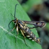 Clearwing moth - Pyropteron triannuliformis | Fotografijos autorius : Romas Ferenca | © Macronature.eu | Macro photography web site