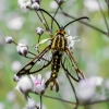 Clearwing moth - Pyropteron triannuliformis | Fotografijos autorius : Oskaras Venckus | © Macronature.eu | Macro photography web site