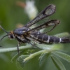 Clearwing moth - Pyropteron triannuliformis | Fotografijos autorius : Žilvinas Pūtys | © Macronature.eu | Macro photography web site