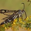 Clearwing moth - Pyropteron triannuliformis | Fotografijos autorius : Gintautas Steiblys | © Macronature.eu | Macro photography web site