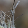 Cleftless-winged Plume Moth - Agdistis sp. | Fotografijos autorius : Gintautas Steiblys | © Macronature.eu | Macro photography web site