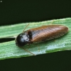 Click Beetle (Adrastus pallens) | Fotografijos autorius : Vidas Brazauskas | © Macronature.eu | Macro photography web site