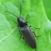 Click Beetle – Hemicrepidius niger | Fotografijos autorius : Vidas Brazauskas | © Macronature.eu | Macro photography web site