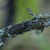 Click Beetle – Hemicrepidius niger | Fotografijos autorius : Giedrius Markevičius | © Macronature.eu | Macro photography web site