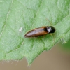 Click Beetle - Adrastus pallens ♂ | Fotografijos autorius : Romas Ferenca | © Macronature.eu | Macro photography web site